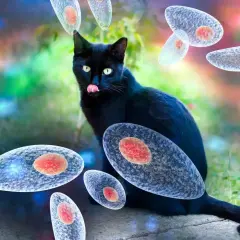 Czarny kot otoczony przez pasożyty Toxoplasma gondii. Groźna toksoplazmoza może przenosić się przez koty.