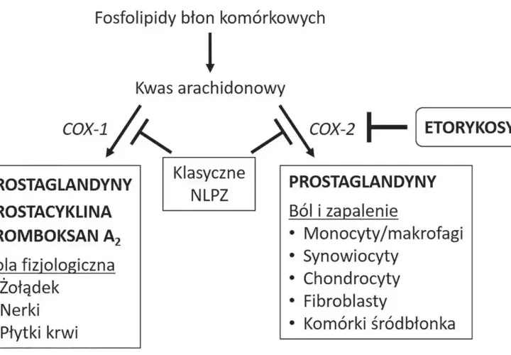 Schemat pokazuje, jak kwas arachidonowy przekształca się w prostaglandyny. Etorykosyb hamuje COX-2, wpływając na ból i zapalenie.