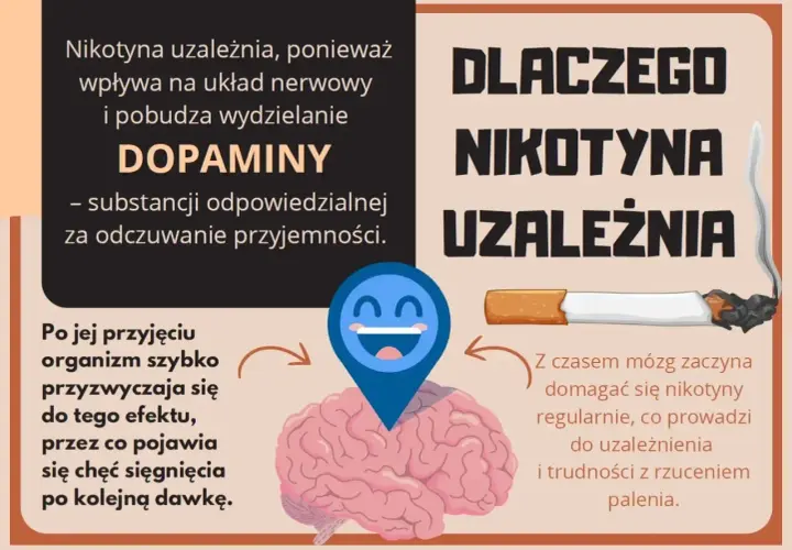 Grafika wyjaśnia, dlaczego nikotyna uzależnia, wpływając na mózg i dopaminę. Organizm szybko się przyzwyczaja, co prowadzi do trudności z rzuceniem palenia.