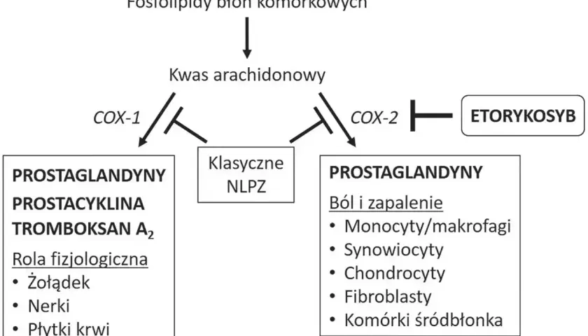 Schemat pokazuje, jak kwas arachidonowy przekształca się w prostaglandyny. Etorykosyb hamuje COX-2, wpływając na ból i zapalenie.