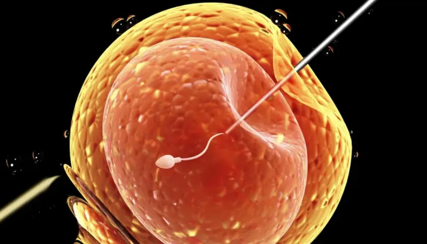Sperm wstrzykiwany do komórki jajowej, proces wspomagany przez Ovitrelle.