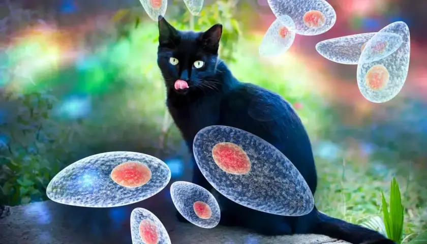 Czarny kot otoczony przez pasożyty Toxoplasma gondii. Groźna toksoplazmoza może przenosić się przez koty.