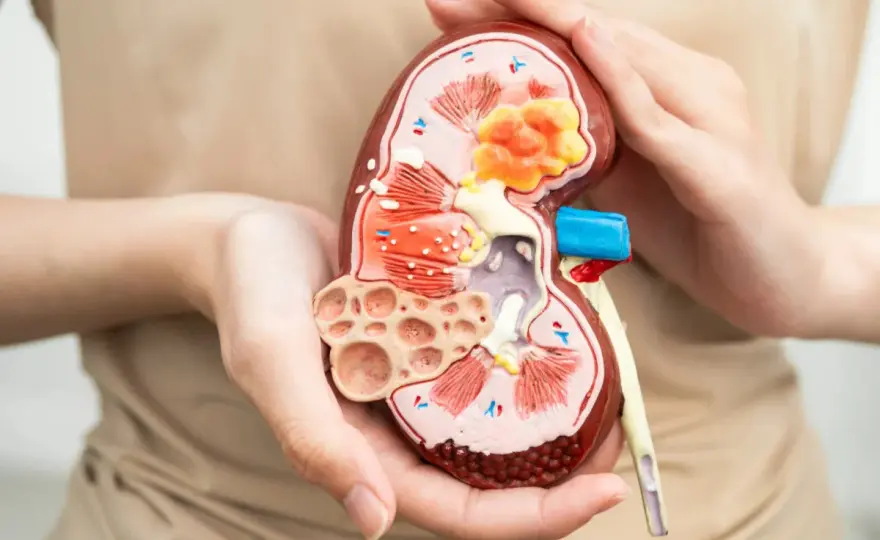 Gabinet urologiczny – kiedy warto się zgłosić i jakie objawy powinny zaniepokoić?