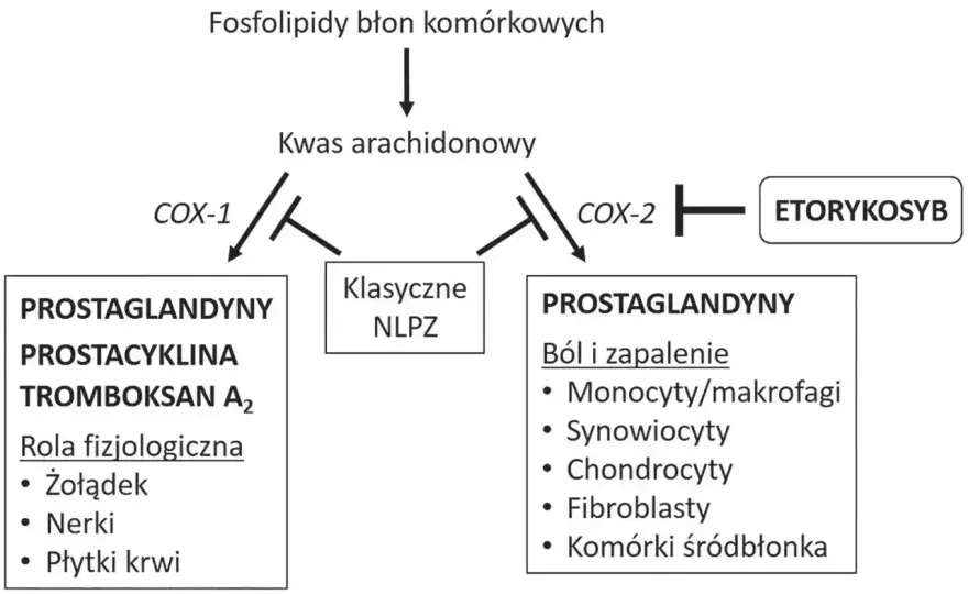 Doloxib - Lek na ból stawów? Kiedy stosować i jak dawkować?