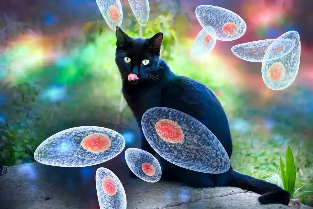 Czarny kot otoczony przez pasożyty Toxoplasma gondii. Groźna toksoplazmoza może przenosić się przez koty.